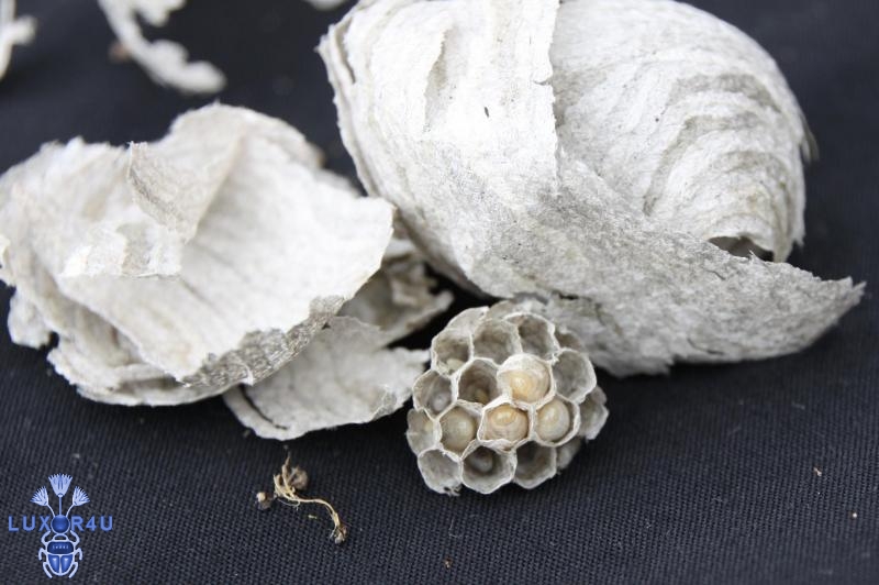 Paper Wasp Nest