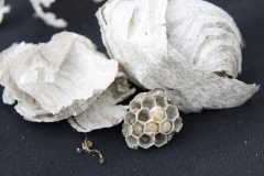 Paper Wasp Nest