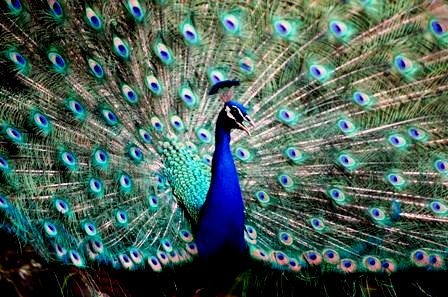 Peacock