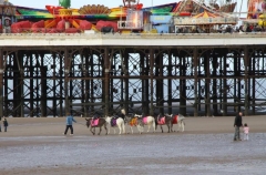Blackpool 7 - Donkey by the Pier