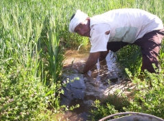 June 2010 - 4th - West Bank Farmer (Mo)