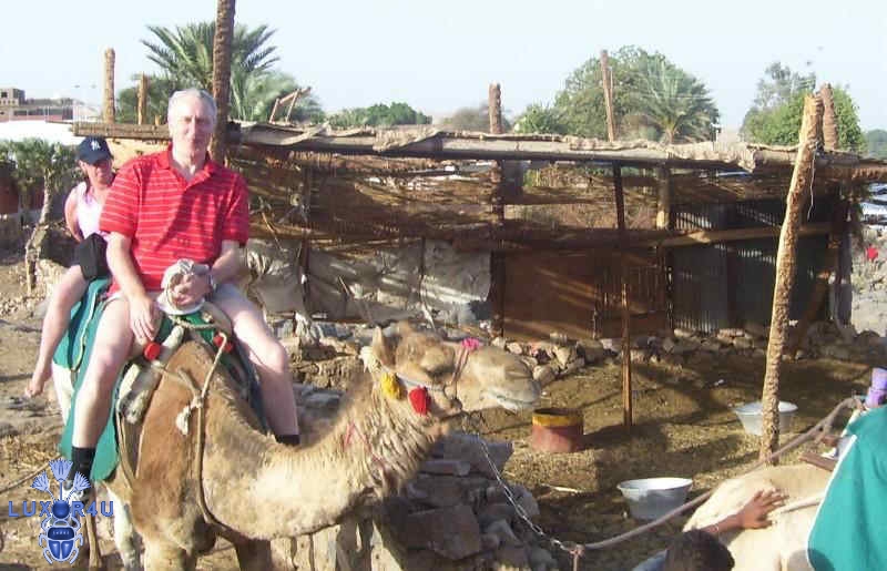 Camel Nubian Village Aswan