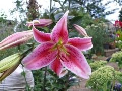 lily original size