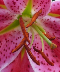 cropped 2