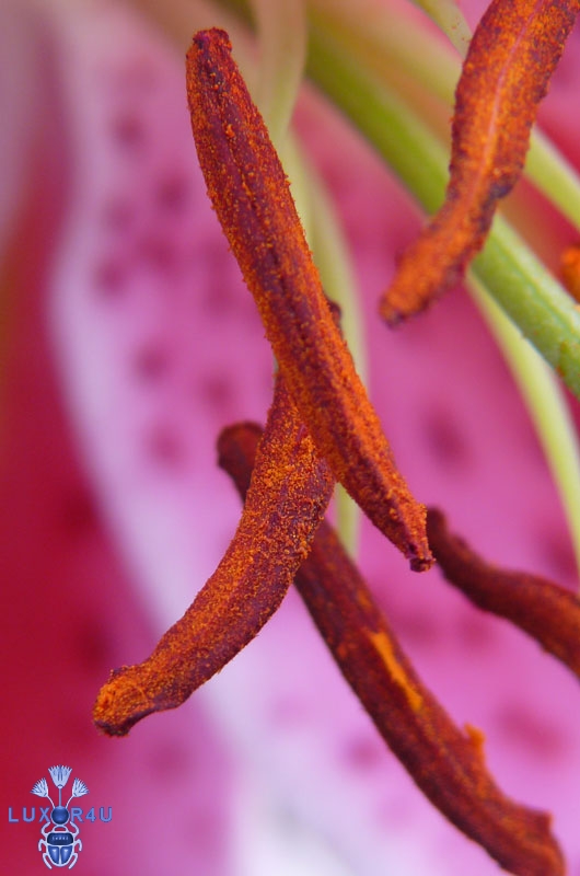 close up enlarged