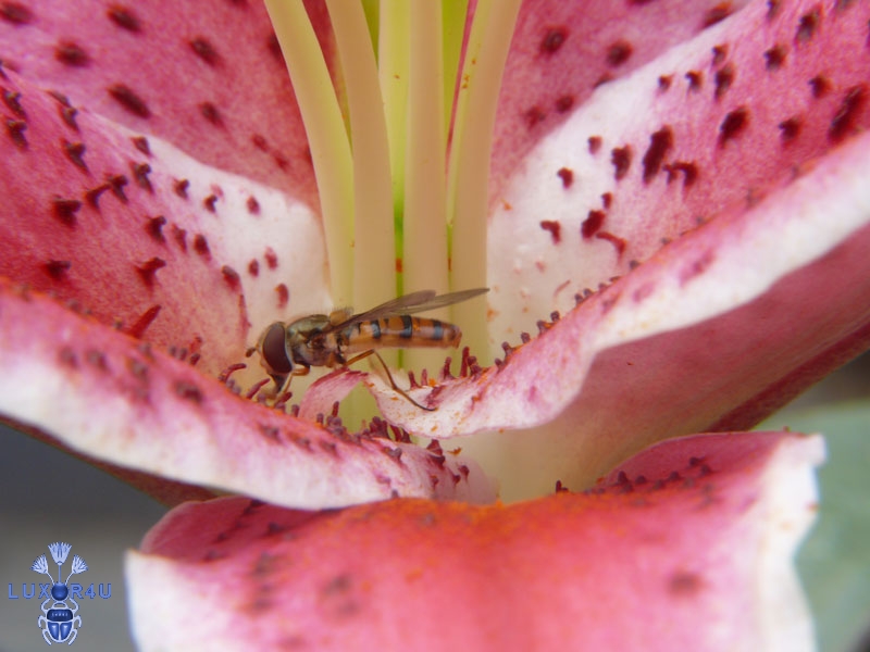fly close up