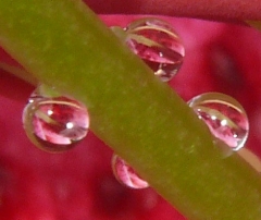 rain drops cropped
