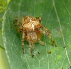 larger spider cropped