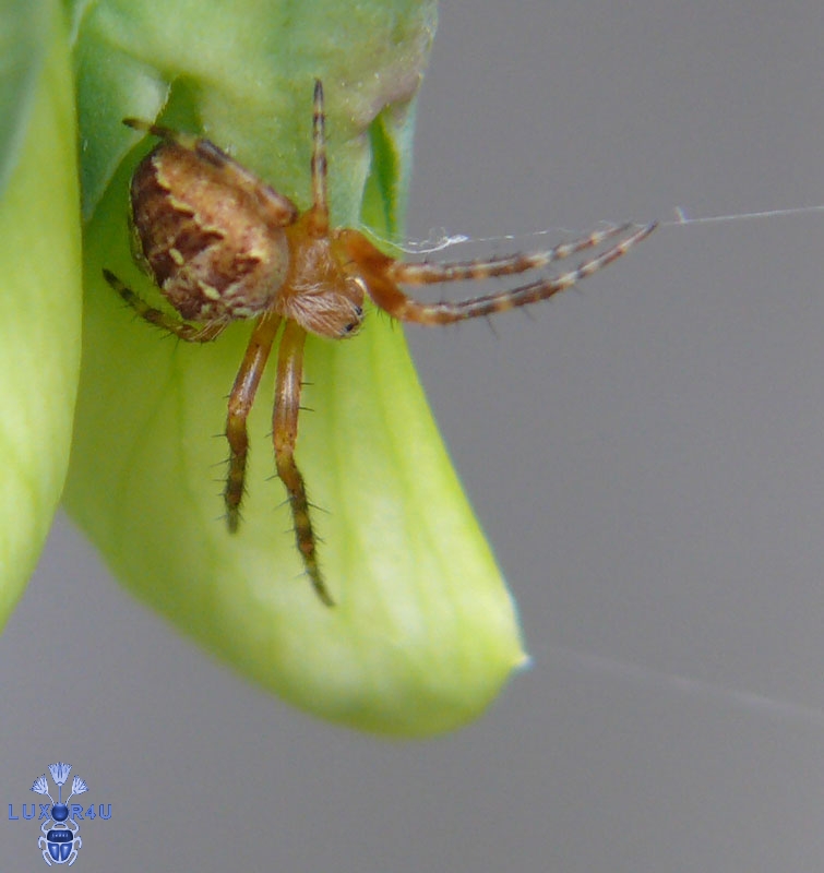 smaller spider cropped