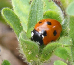 2 ladybirds cropped to 1