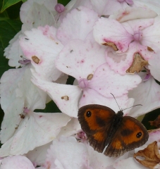butterfly cropped