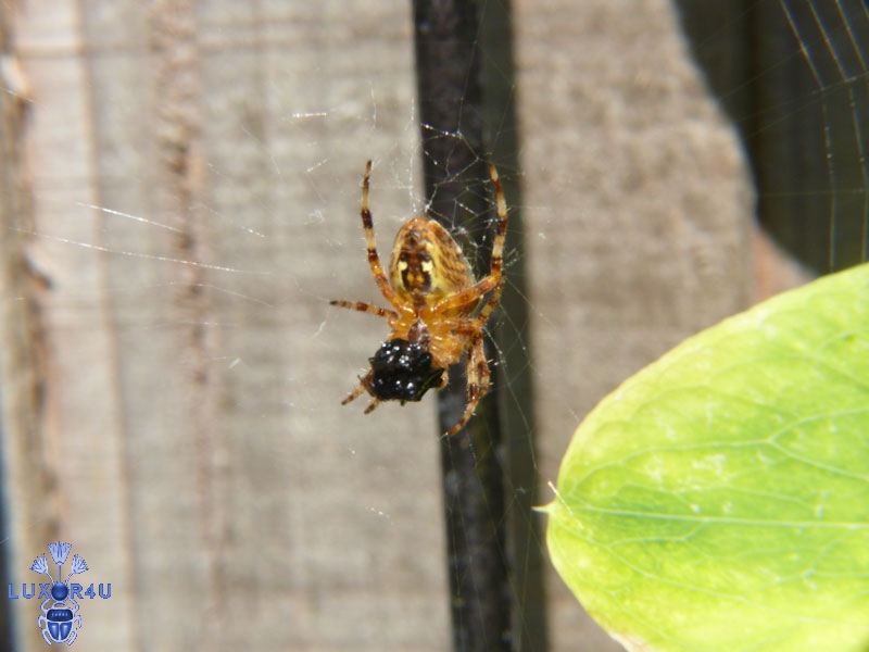 spider getting food