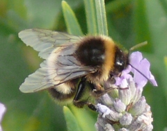 bee