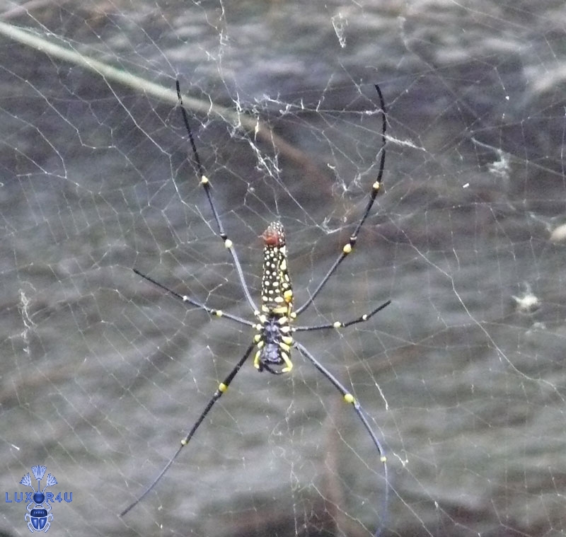 cambodian spider