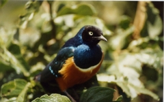 Kenyan starling