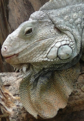 head