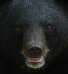 Bear head