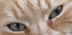 eyes of the tigger