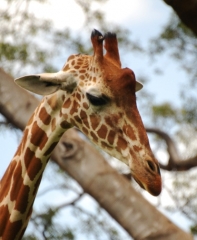 Giraffe