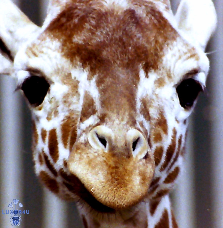 giraffe