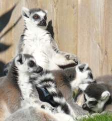 4 lemur