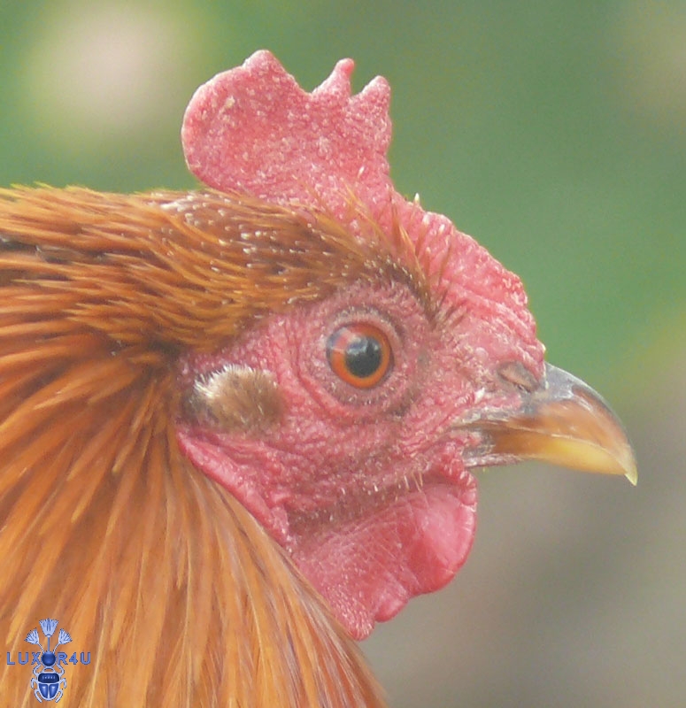 Cockrel