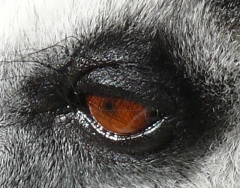 lemur eye
