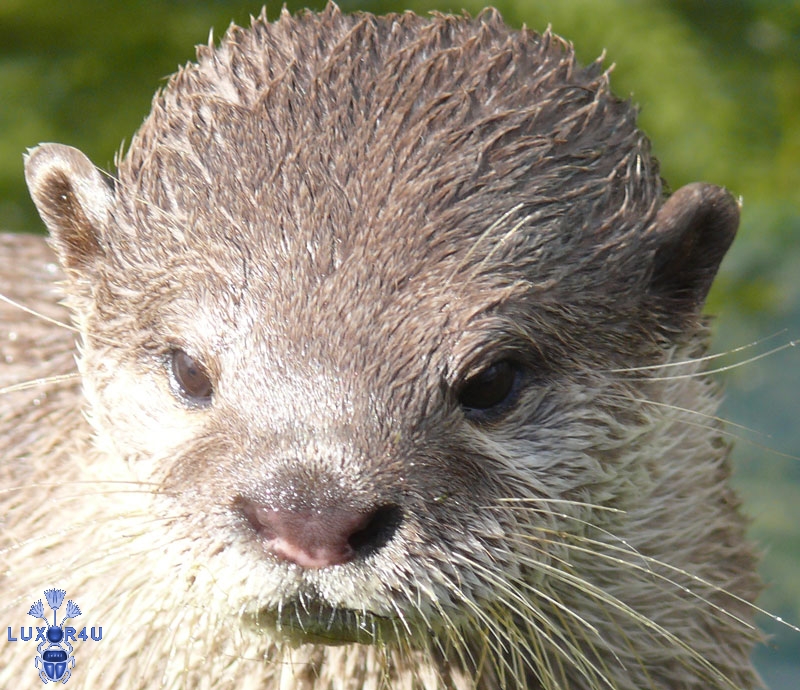 oriental otter