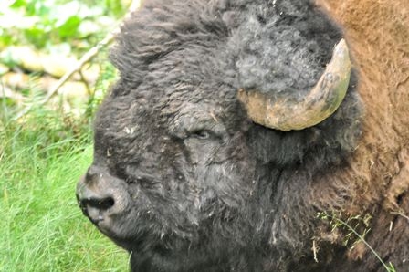 Buffalo