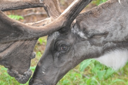 Caribou