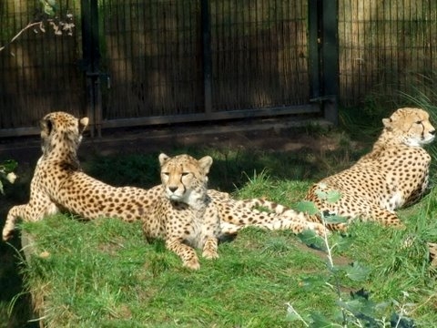 Cheetha brothers