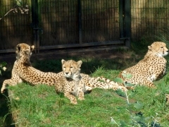 Cheetha brothers