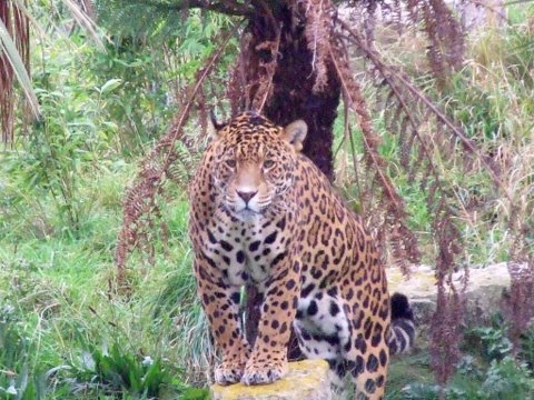 Jaguar