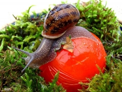 Brian the snail