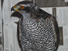 goshawk