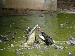 crocodiles