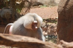 Baboon