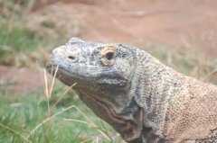 Komodo