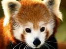 red panda