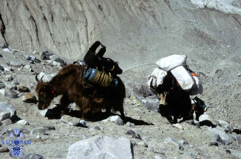 No donkeys here