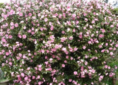 Spring colours 1